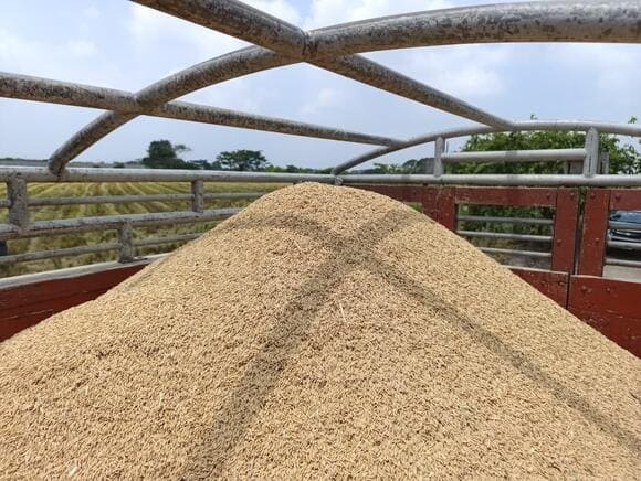 Ecuador exportará 30.000 toneladas de arroz a Colombia