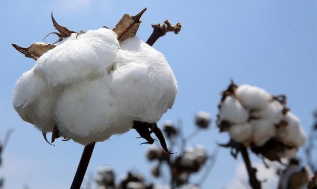 Precio internacional del algodón retrocede por mejora de las condiciones climáticas