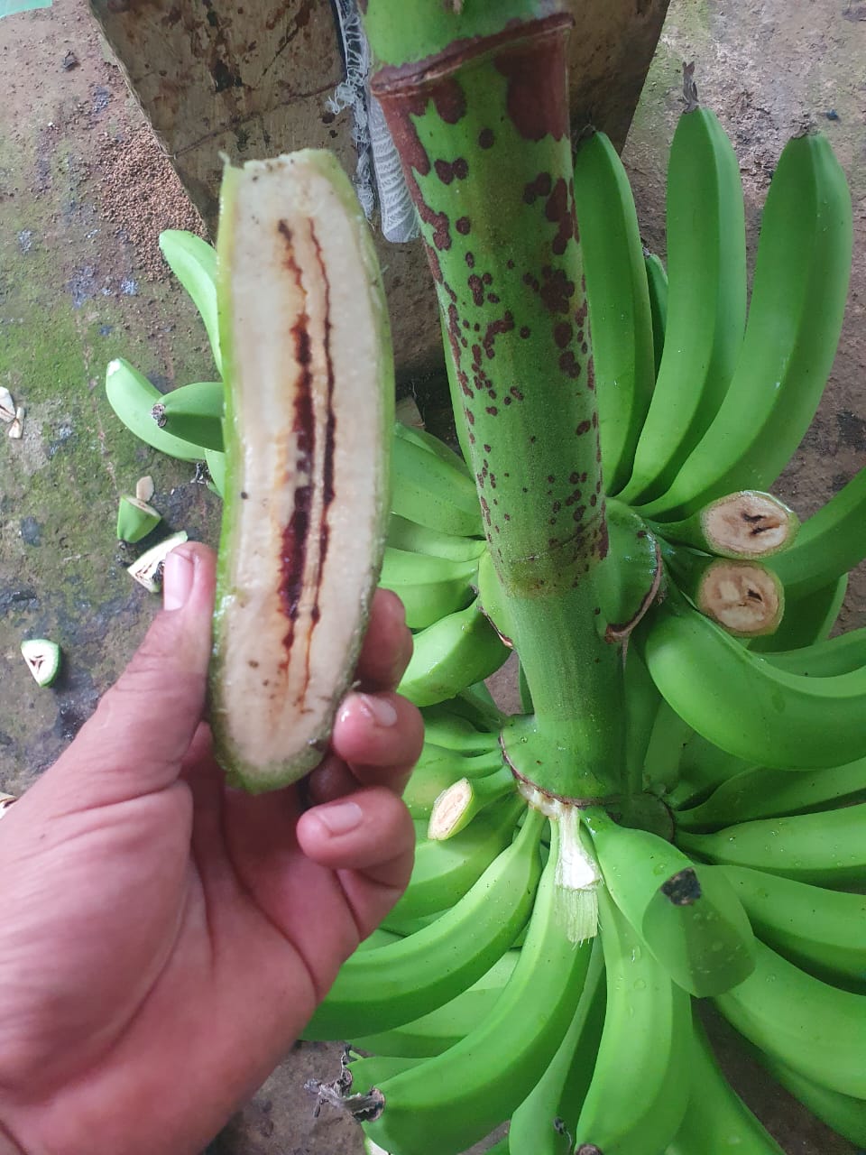 ECUADOR: Capacitarán a periodistas en manejo de plagas del banano