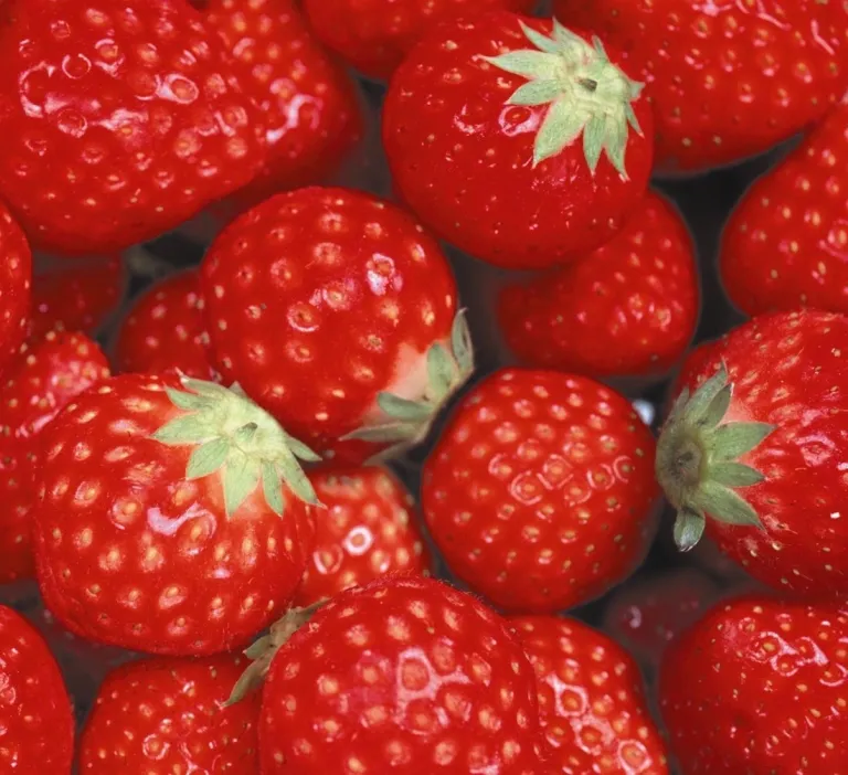 Los estadounidenses pronto podrían pagar mucho más por las fresas