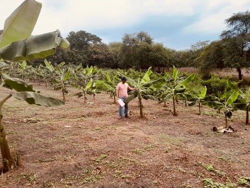 ECUADOR: FIASA abre fondos para investigación agrícola