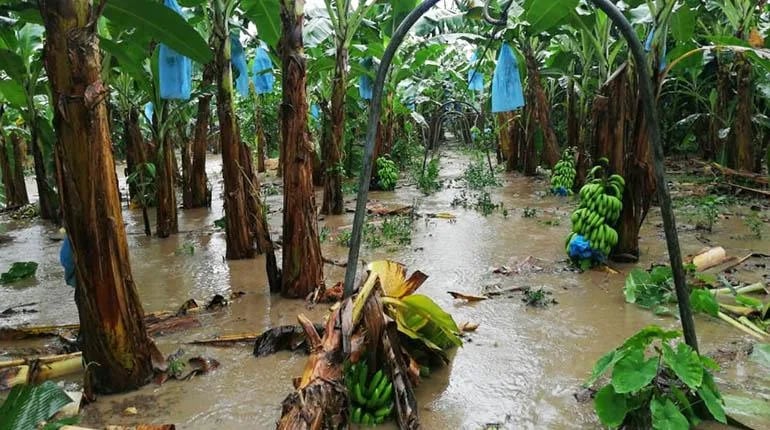 El Niño vuelve: estos serían sus efectos en América Latina