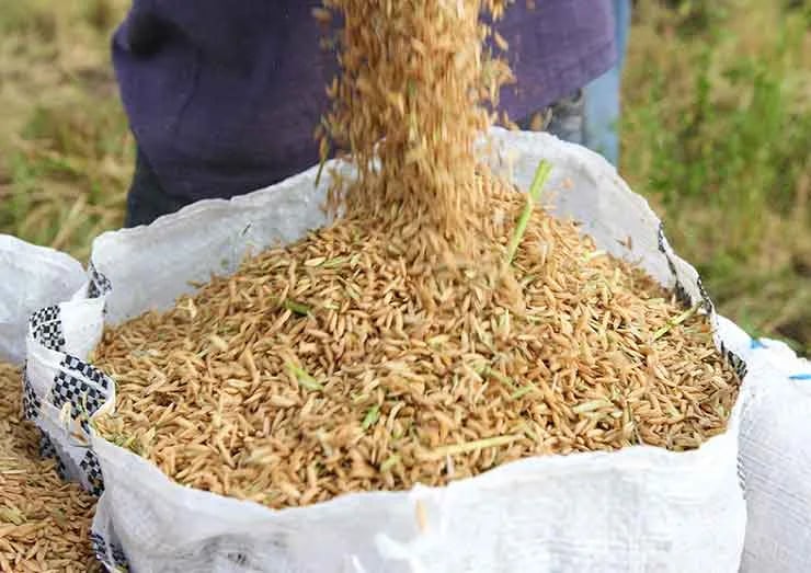 ECUADOR: COMEXTIL convoca a arroceros para cobrar pagos pendientes a partir de este 18 de febrero