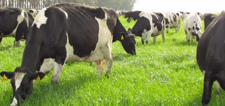 ECUADOR: Fincas ganaderas buscan certificación libre de brucelosis