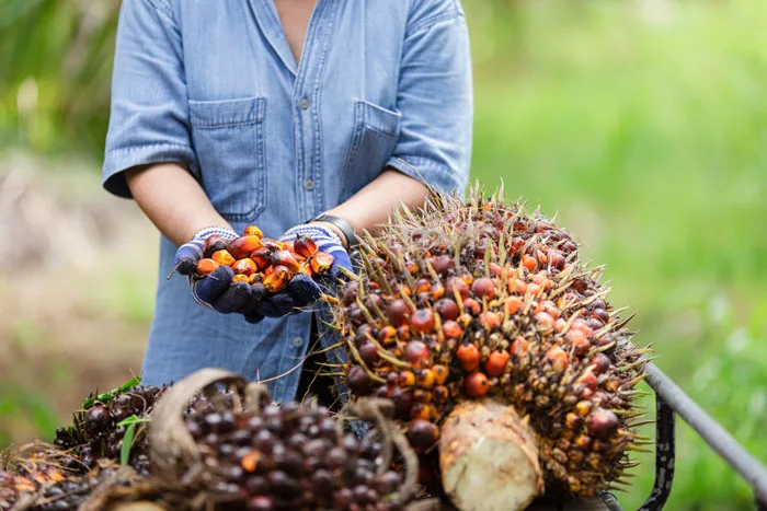 Colombia: Producción palmera crece 6%