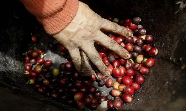 COLOMBIA: Gobierno y Federación de Cafeteros avanzan en nuevo contrato para administrar el Fondo Nacional del Café