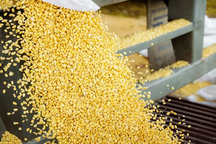 ECUADOR: Sector maicero pide frenar licencias para importar trigo