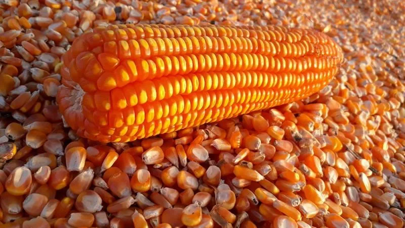 ECUADOR: 158 productos del agro acceden a ISD preferencial