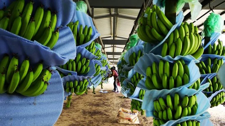 ESTADISTICAS: Resumen del mercado global del banano