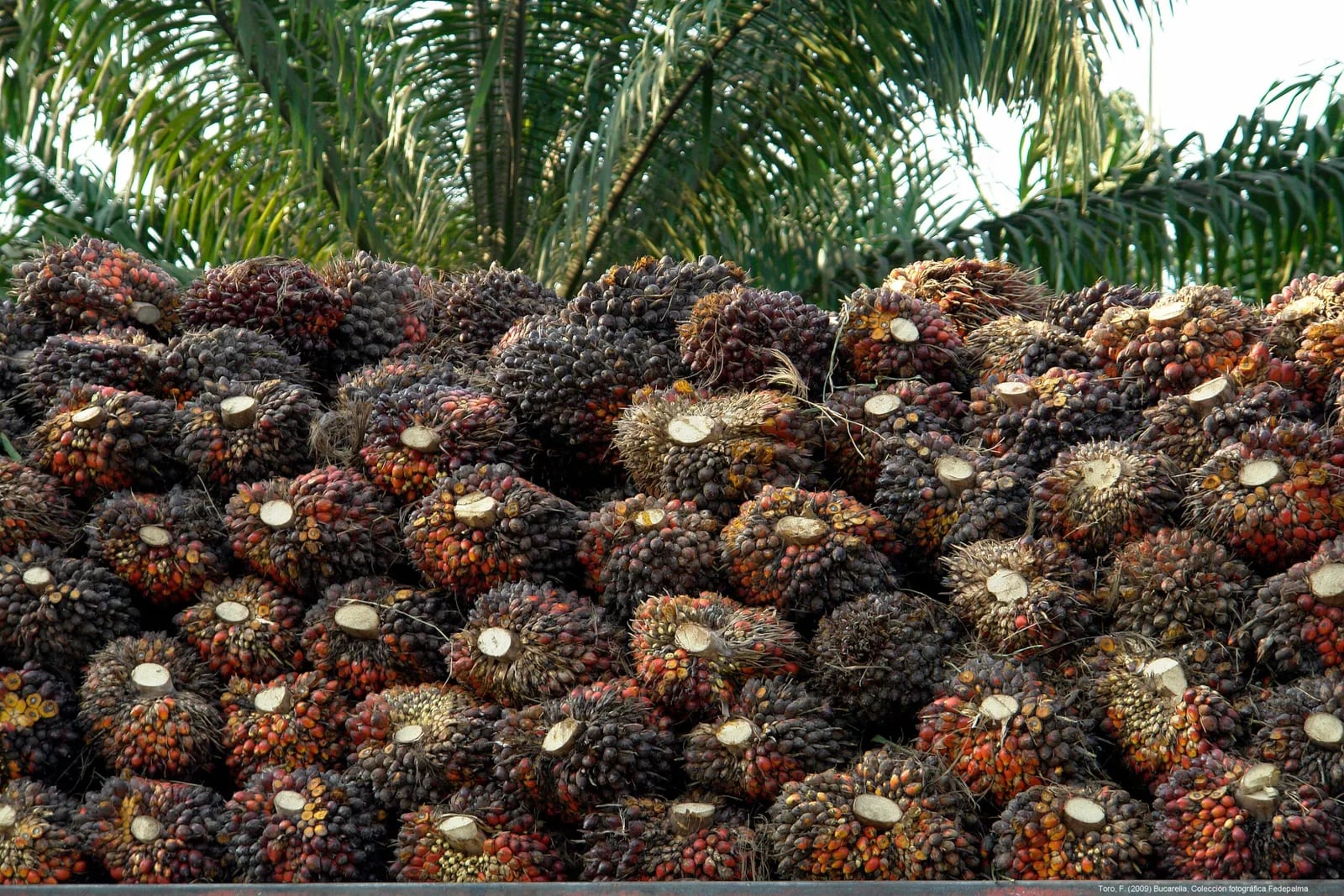 Colombia: El Niño impulsa al alza los precios del aceite de palma
