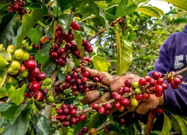 El café ecuatoriano demostró ante el mundo su potencial en Estados Unidos