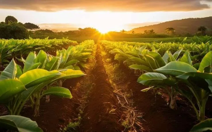 Insumos biológicos es la apuesta para una agricultura más amigable con el planeta