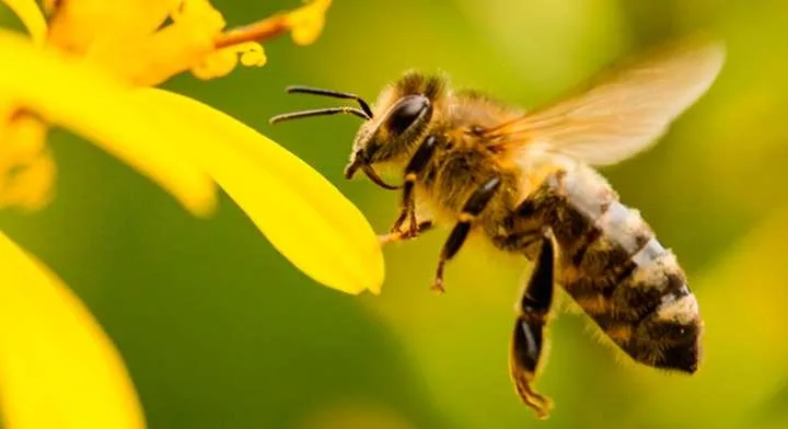 UE aprueba primer aditivo para fortalecer la supervivencia de las abejas en invierno