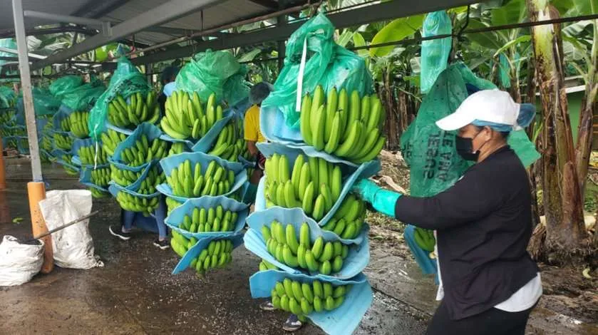 ECUADOR: Exportaciones de banano se recuperan