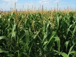 INIAP lanza nueva variedad de maíz para alimentación de ganado