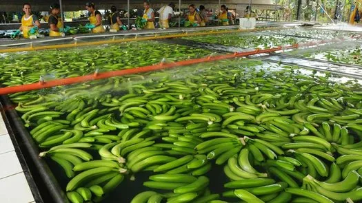 Más banano ecuatoriano en mercados internacionales