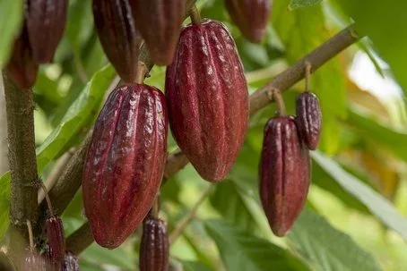 El precio del cacao supera los 5.000 dólares por tonelada, el nivel más alto desde enero
