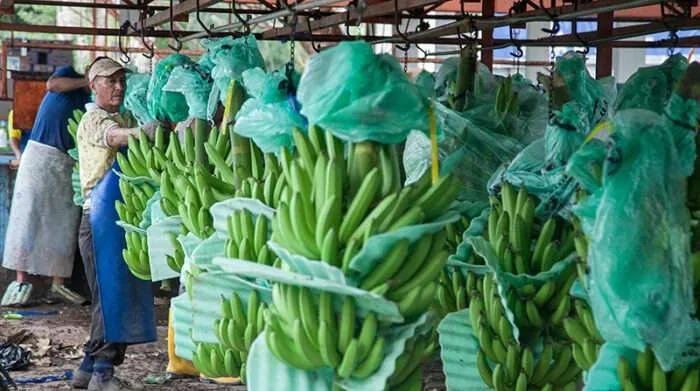 ECUADOR: Banano crece 5,9% hasta abril