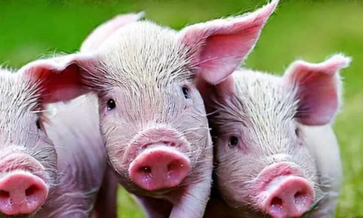 ECUADOR: Porcicultores del país se darán cita en Cuenca en abril