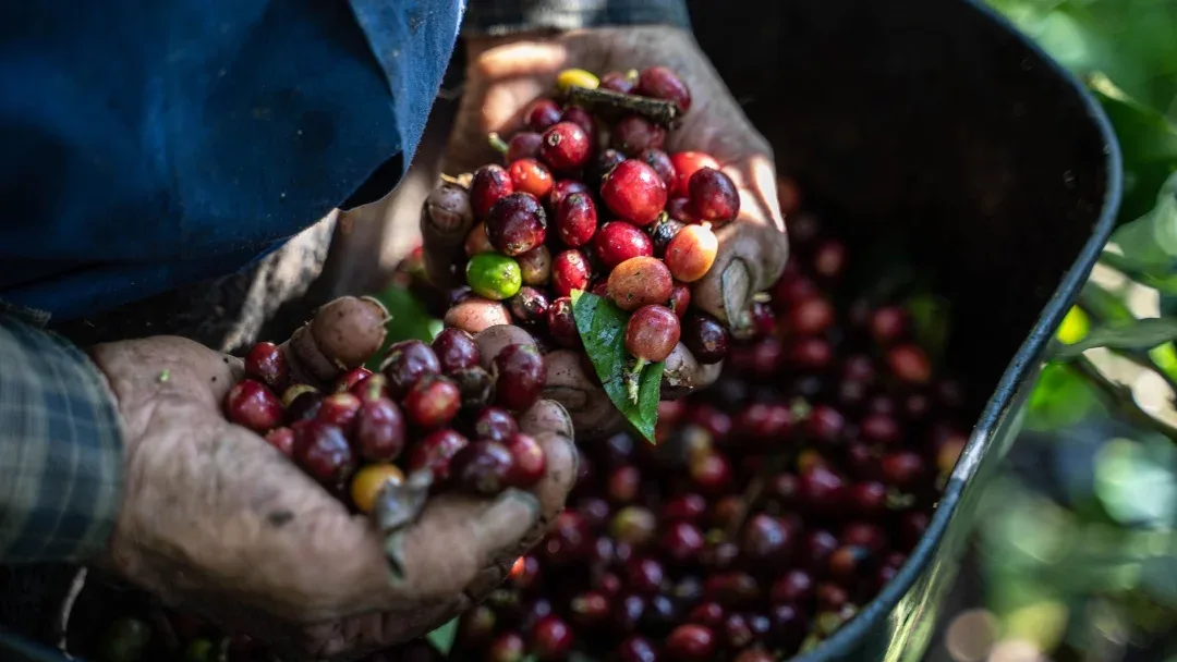 Colombia destina $52 mil millones para fertilización cafetera ante riesgos de El Niño