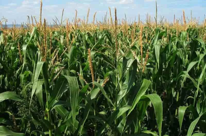 Brasil actualiza la zonificación de riesgo climático para el cultivo de maíz