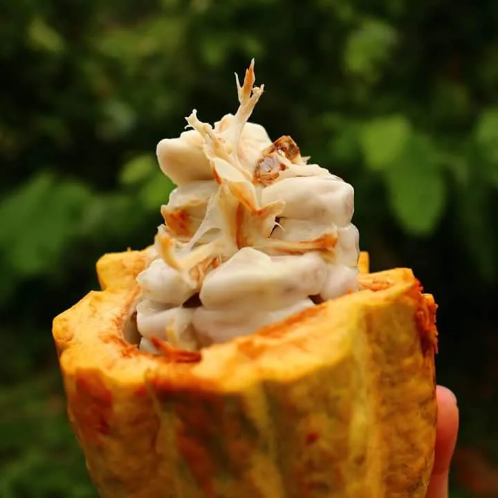 COLOMBIA: Desarrollan sensor que permite verificar tratamientos para reducir cadmio en el cacao