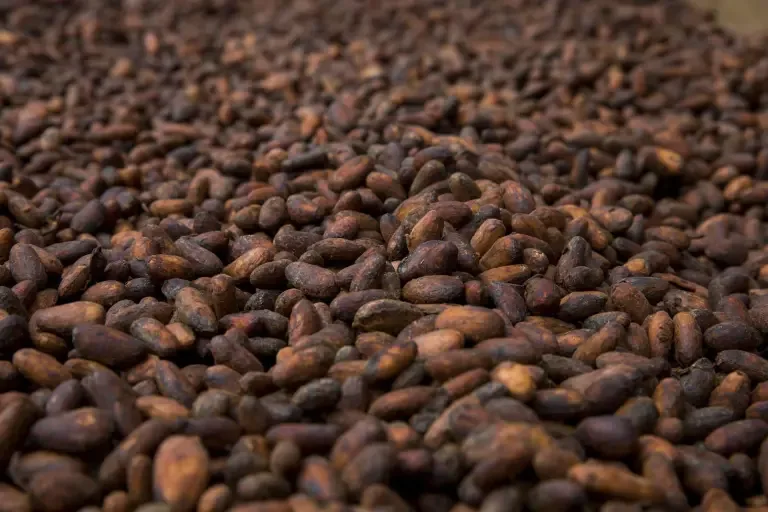 Preocupaciones climáticas impulsan al cacao a su nivel más alto en más de un mes