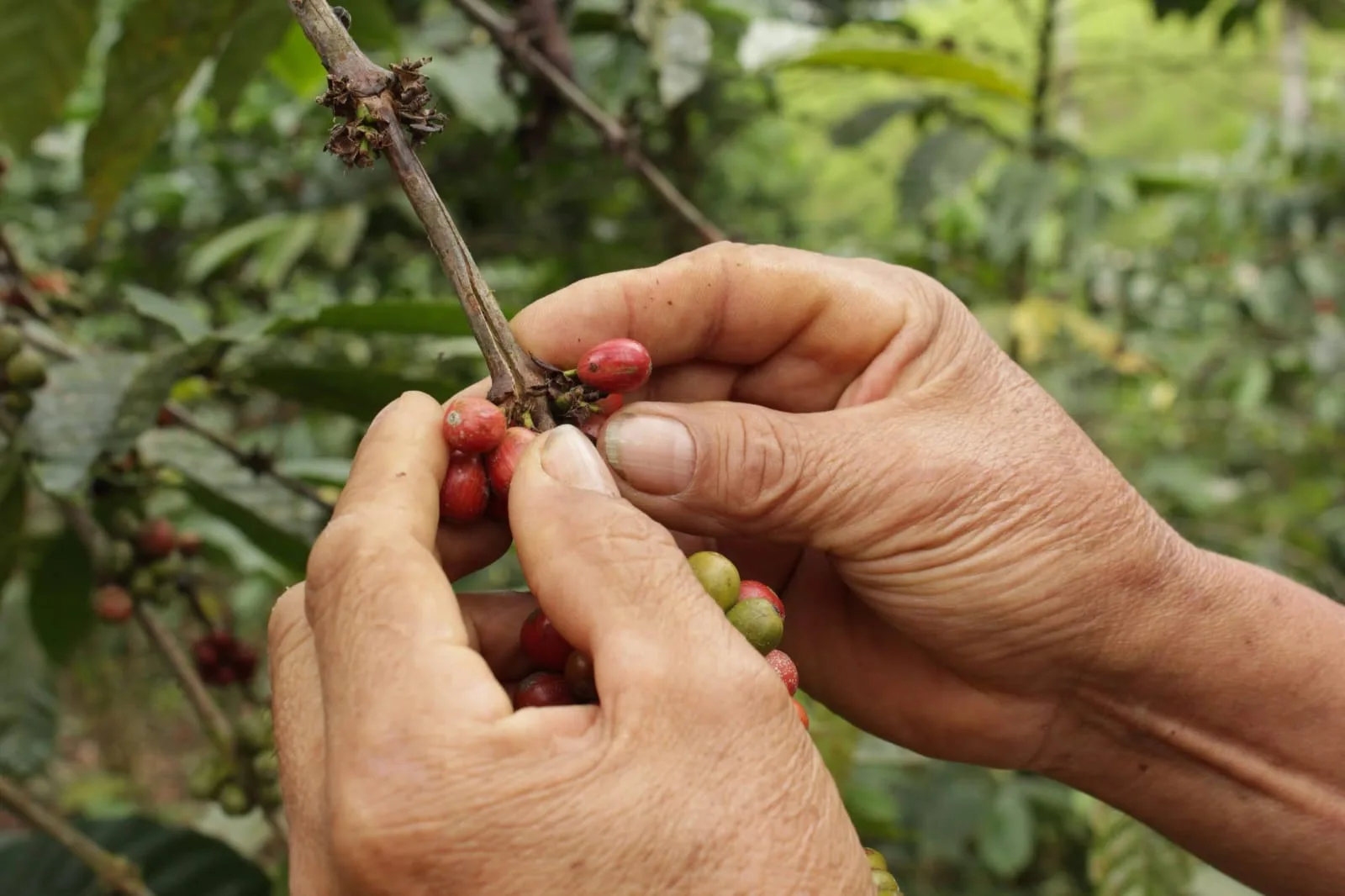 COLOMBIA: Café, cacao y ganadería: así cambiarán las exportaciones colombianas con la nueva norma ambiental europea
