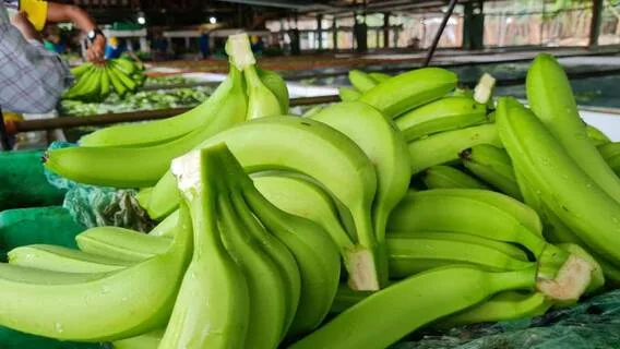 BRASIL: El exceso de oferta de banano en el mercado exterior dificultó los envíos de abril.