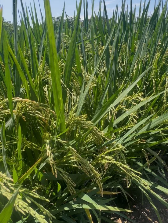 Productores arroceros mejoran la eficiencia nutricional y mantienen altos rendimientos