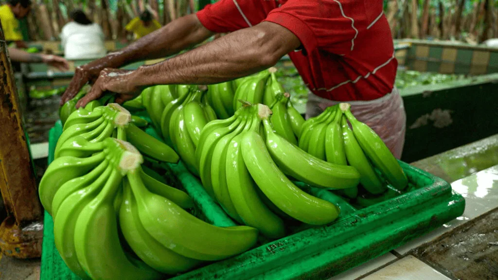 Ecuador: Autoridades impulsan campaña “Marzo sabe a verde”