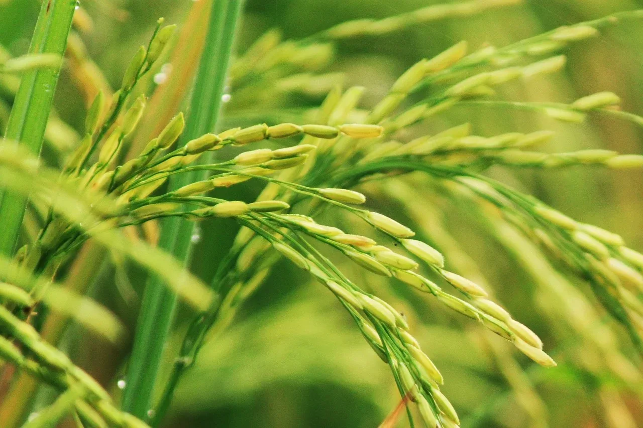 Arroz japonés logra alta calidad con menos agua gracias a innovador sistema de secano