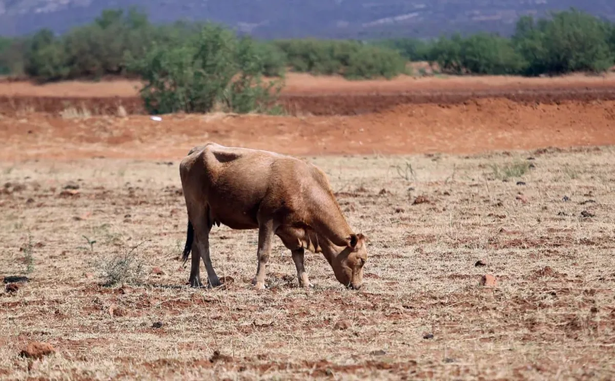 ECUADOR: Ola de calor pone en riesgo la producción ganadera