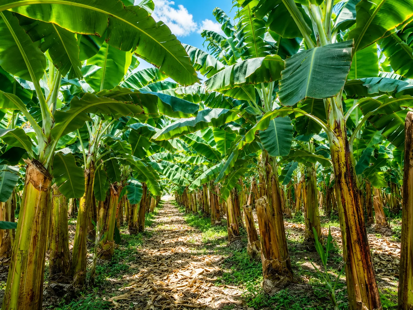 ECUADOR: Ensayos evidencian reducción del moko con Trichoderma en banano