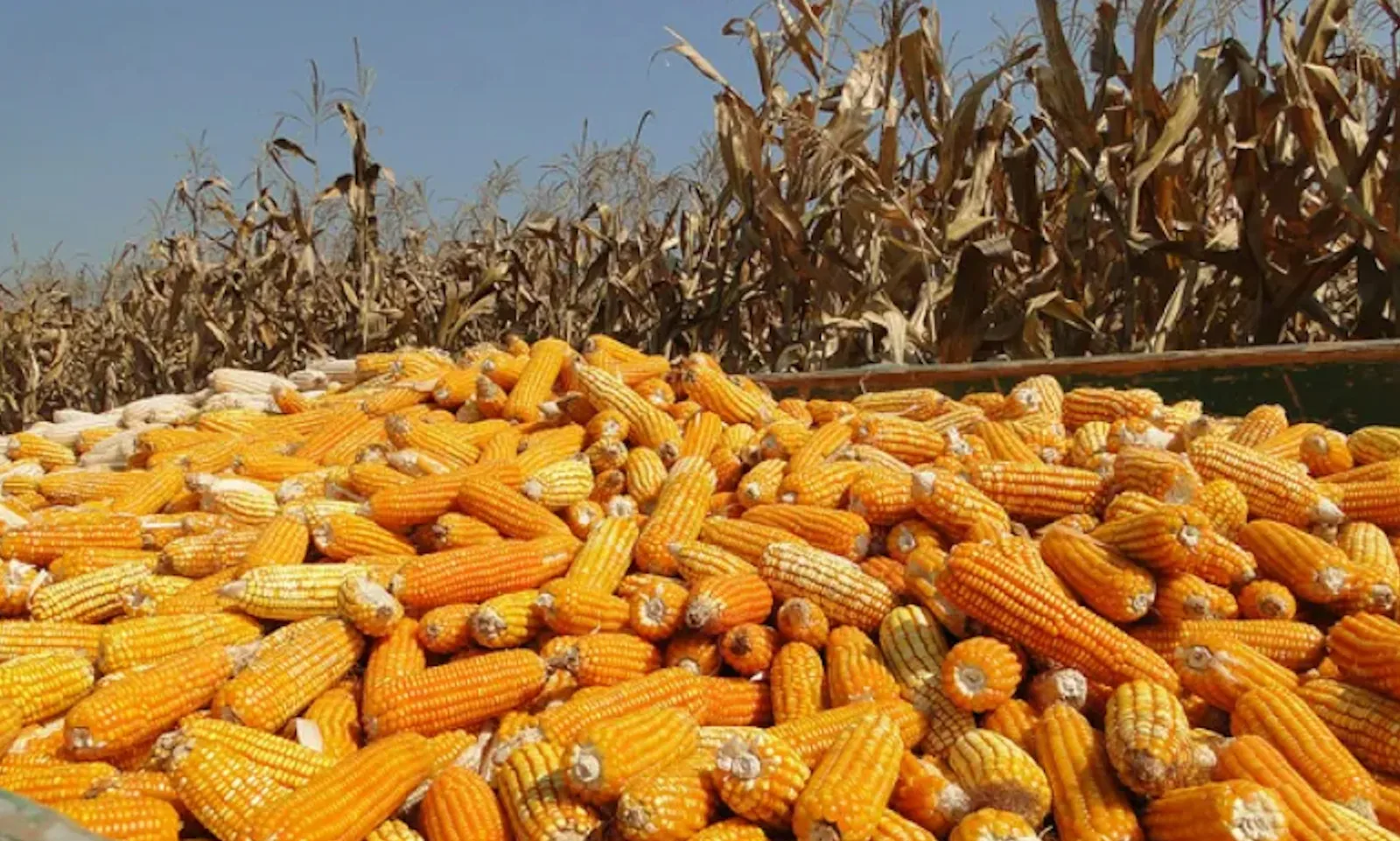 ECUADOR: Productores advierten presión sobre el maíz nacional