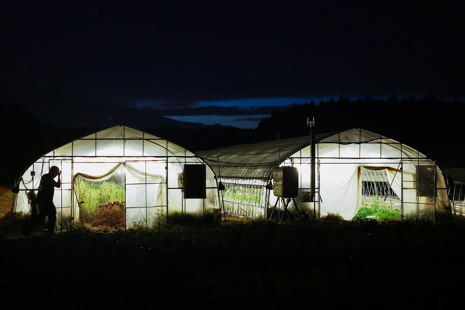 Los invernaderos están iluminados mientras los trabajadores cosechan flores de gerbera por la noche en la granja de flores Nikko Engei en Nikko, prefectura de Tochigi, Japón, 8 de agosto de 2026. REUTERS/Issei Kato
