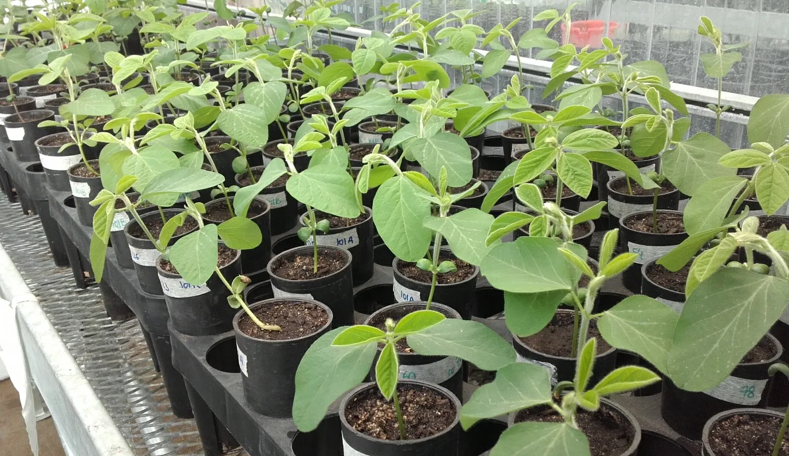El verdor de las plantas podría ayudar a seleccionar cultivos más resistentes a la sequía