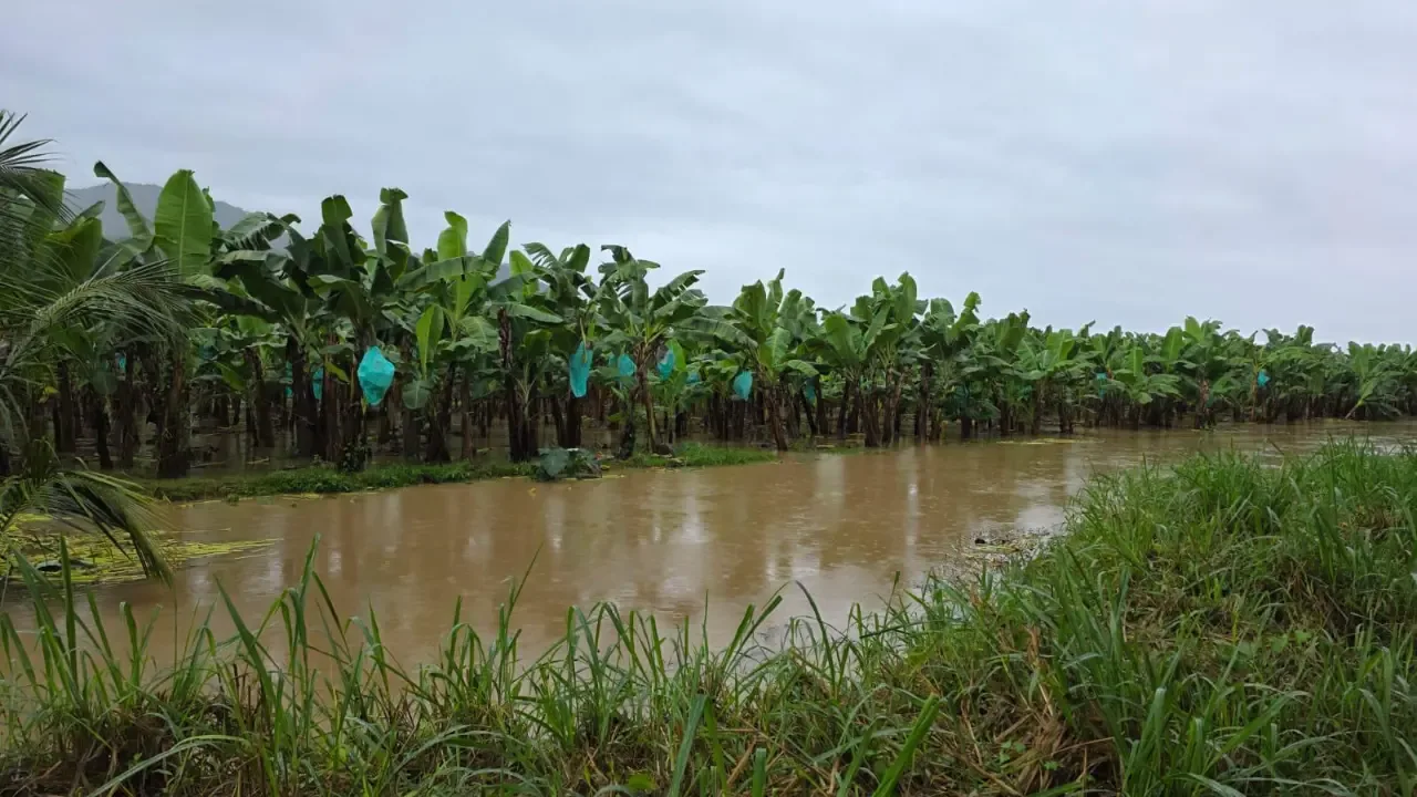 ECUADOR: El Niño podría impactar al banano en 2027