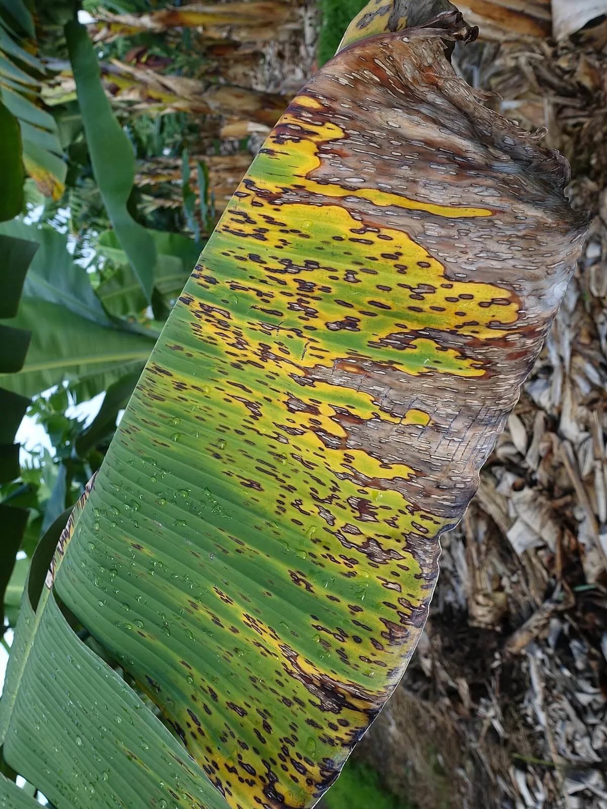 ECUADOR: Sigatoka Negra: el desafío de los bananeros