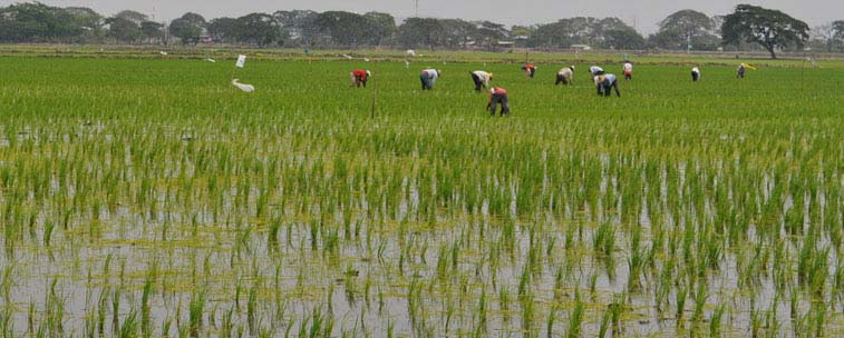Ecuador: El cultivo de arroz en la etapa inviernal | Noticias Agropecuarias