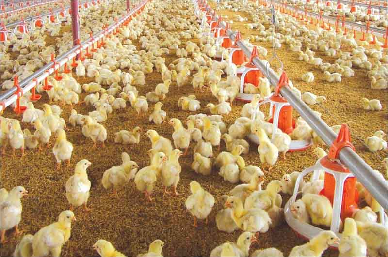 Manejo de la producción de pollos de engorde | Noticias Agropecuarias