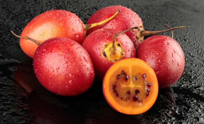 Cultivo de tomate de árbol | Noticias Agropecuarias