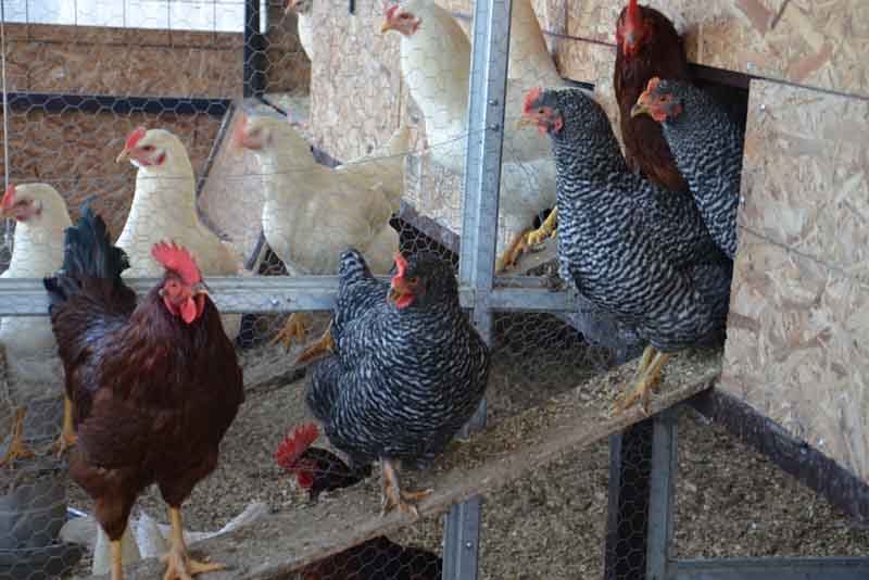 Serrado Narabar blanco como la nieve Producción y manejo de gallinas ponedoras caseras | Noticias Agropecuarias