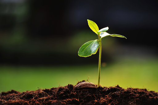 Cómo germinar semillas de manera fácil y rápida | Noticias Agropecuarias
