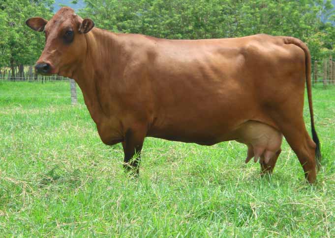 Estrategias de alimentación para ganado bovino en las regiones tropicales |  Noticias Agropecuarias