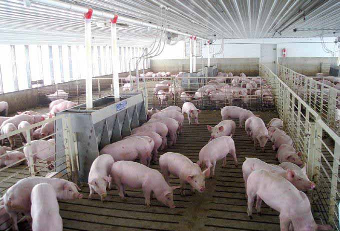 Construcción de corrales para cerdos | Noticias Agropecuarias