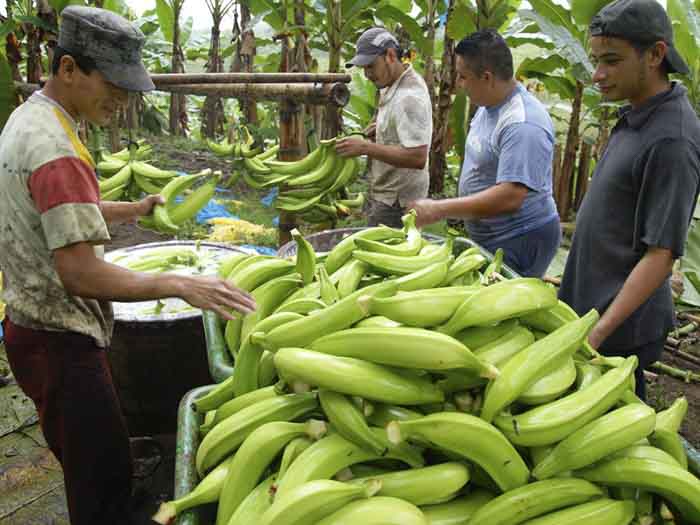 Manejo del cultivo de plátano | Noticias Agropecuarias