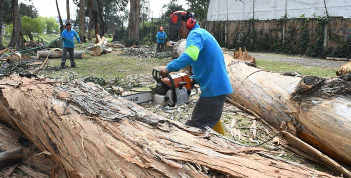 18.551 plantas reemplazarán a árboles talados | Noticias Agropecuarias