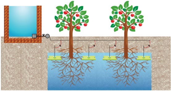 4 beneficios del riego por goteo subterráneo