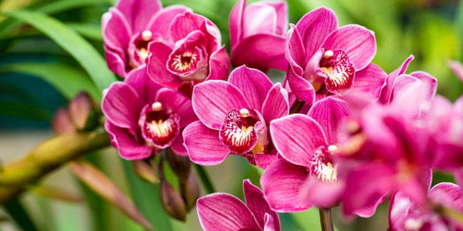 En México destacan presuntas propiedades medicinales y afrodisíacas de las  orquídeas | Noticias Agropecuarias
